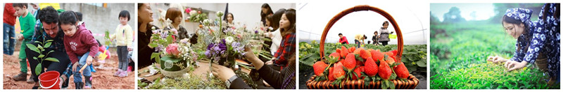 成都印象拓展培训春季主题活动——植树、插花、采茶、采摘